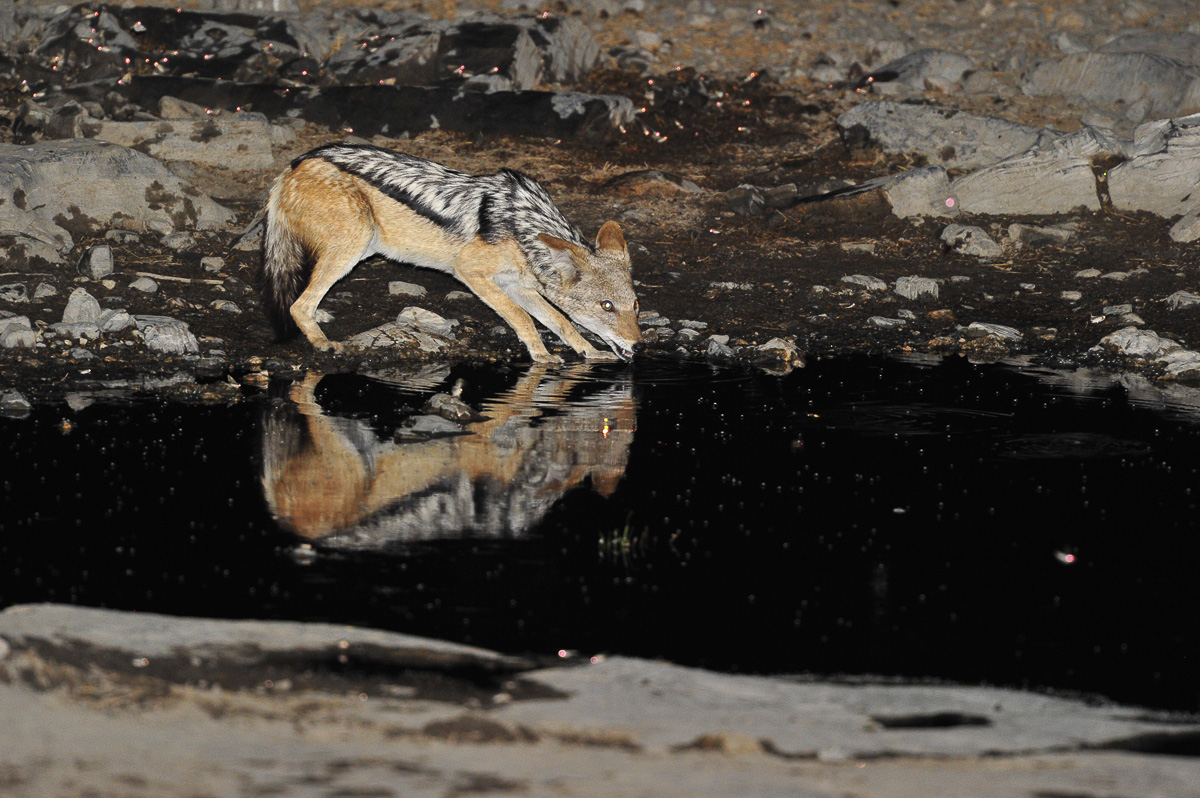 Halali Black backed Jackal