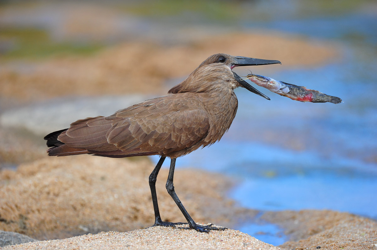 Hamerkop fishing at the Mlambane bridge on the way to Biyamiti camp in the Kruger National Park