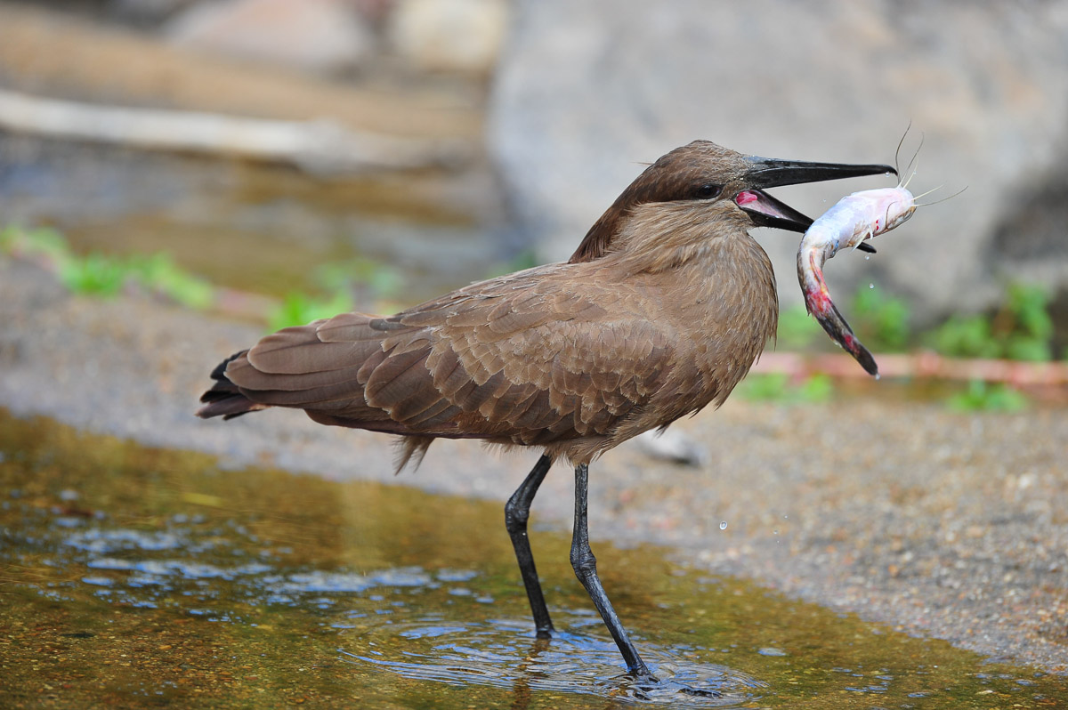Hamerkop with fish image taken at the Mpambane Causeway on the S25 Crocodile River Road in the Kruger National Park
