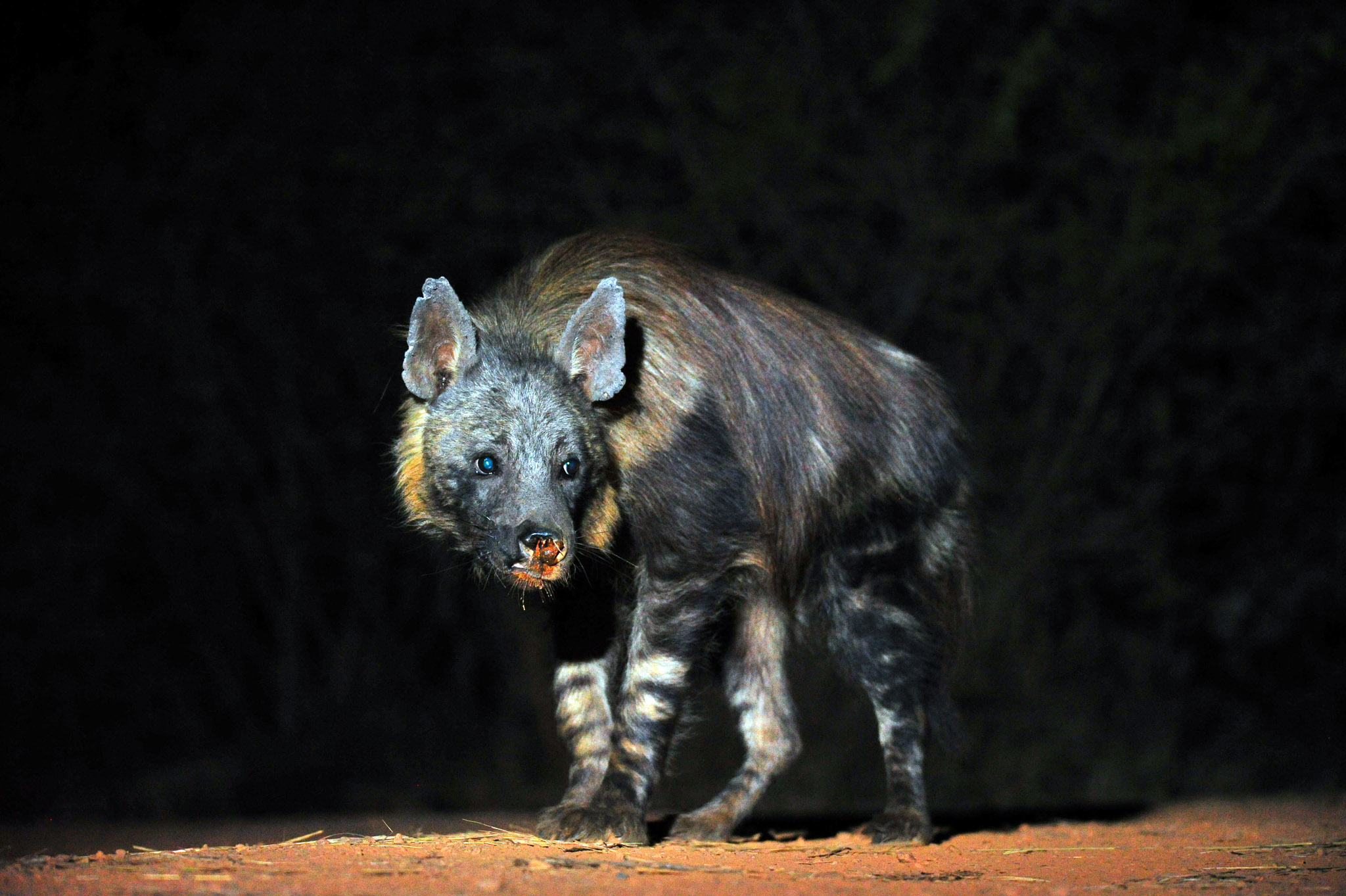 Harry the brown hyena in Mosetlha camp