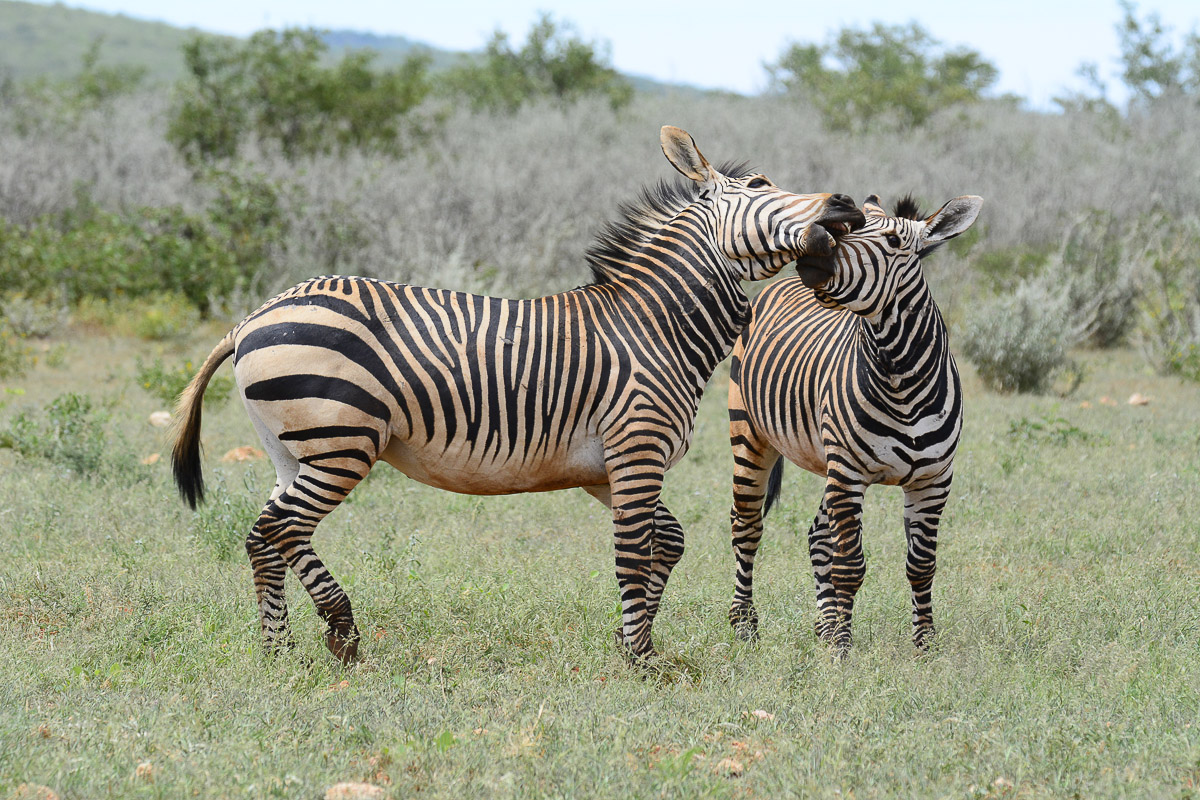 Hartmann's mountain zebras playing image taken in western Etosha