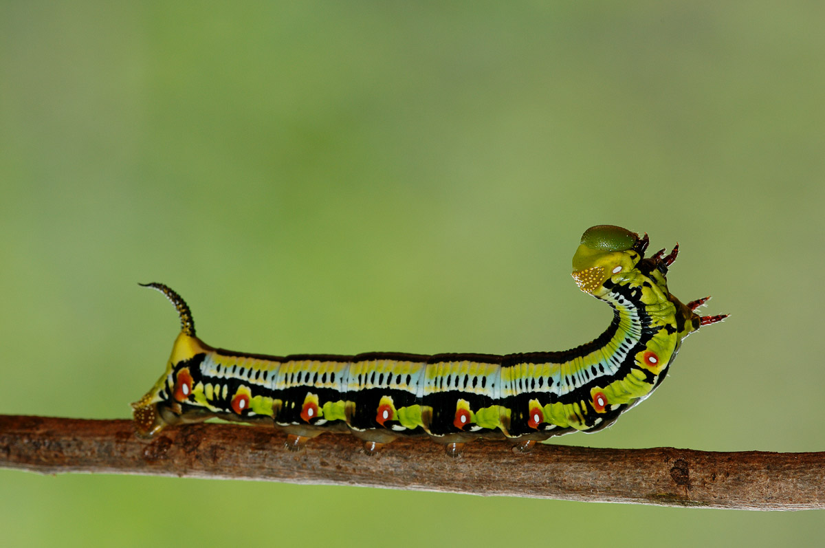Hawk moth caterpillar image taken in Punda Maria in the Kruger National Park