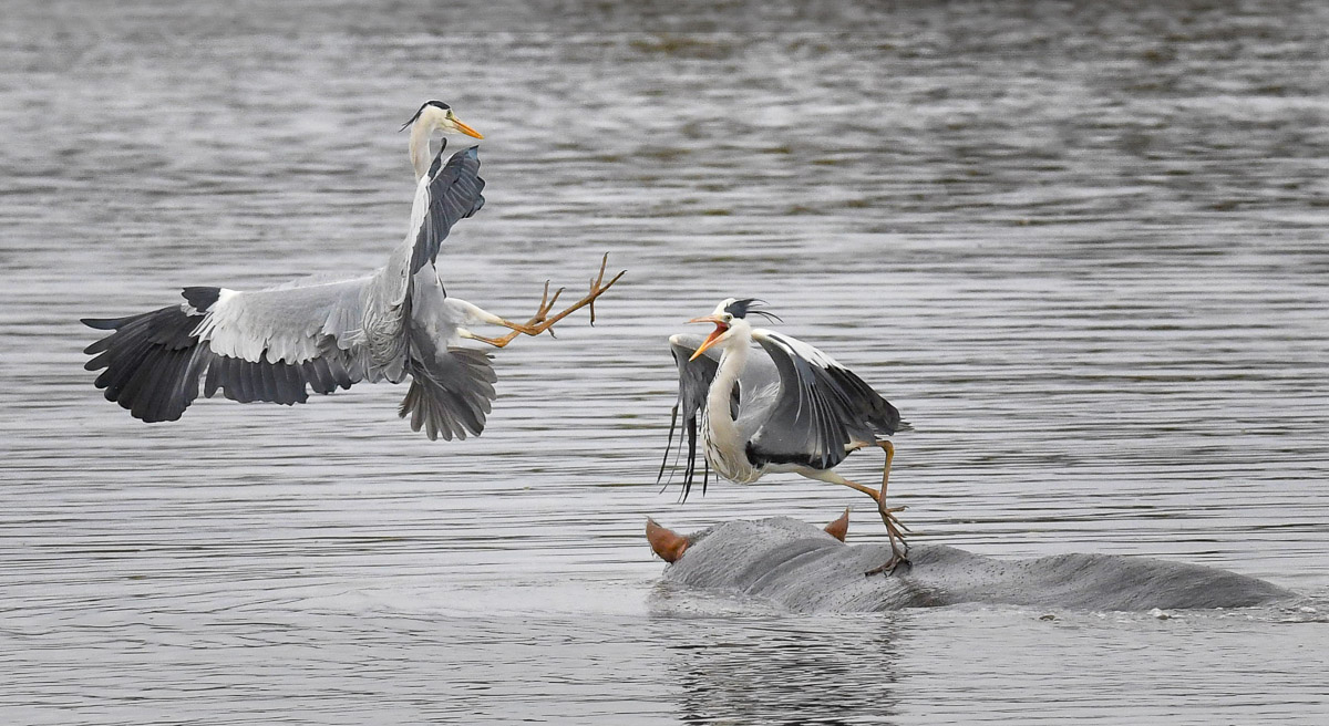 Herons fighting on Hippo's back in Sunset Dam near Lower Sabie in the Kruger National Park