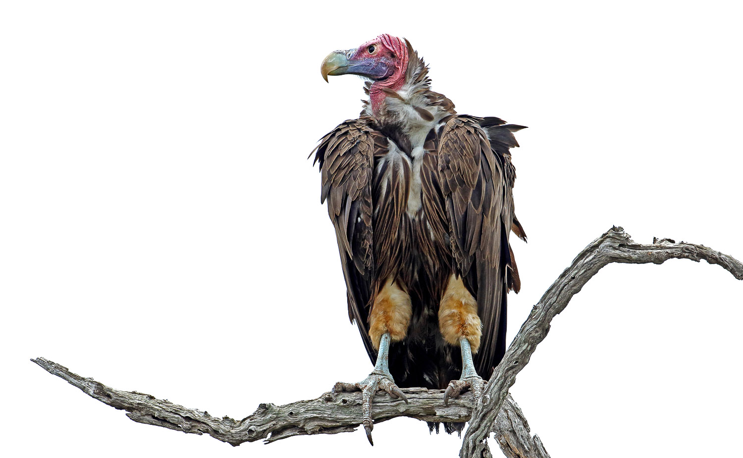 Lappetfaced vulture high key image was taken on a self-drive in the Kruger National Park