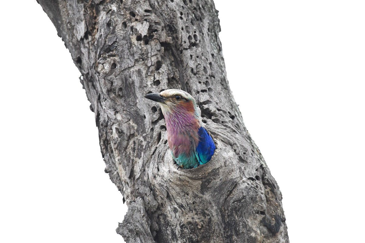 High key image of a Lilacbreasted roller taken near Letaba in the Kruger National Park