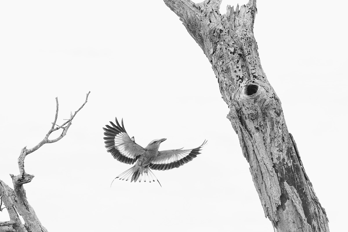 High Key Lilacbreasted Roller taken on loop near Letaba River