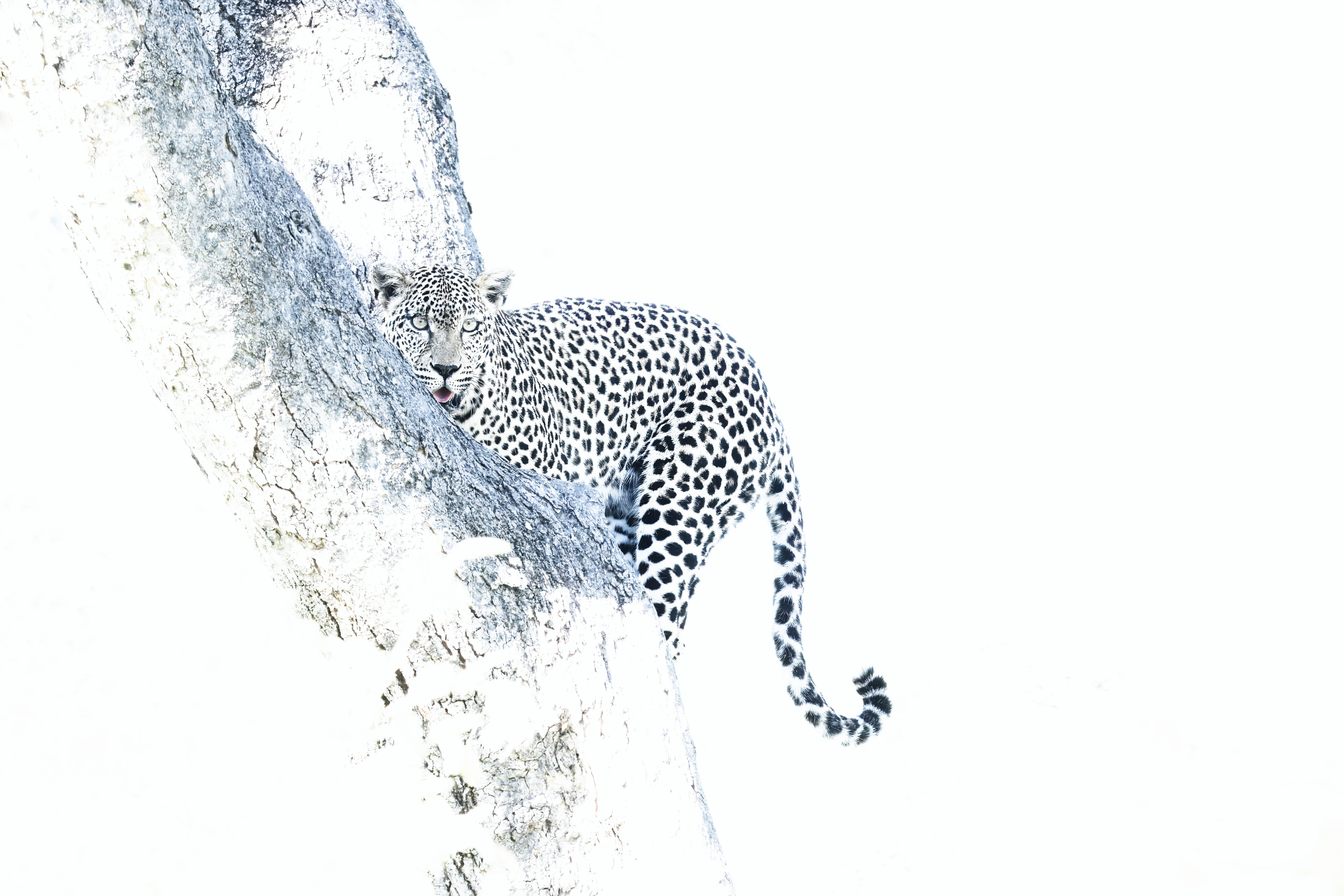 High key leopard in tree - Skukuza