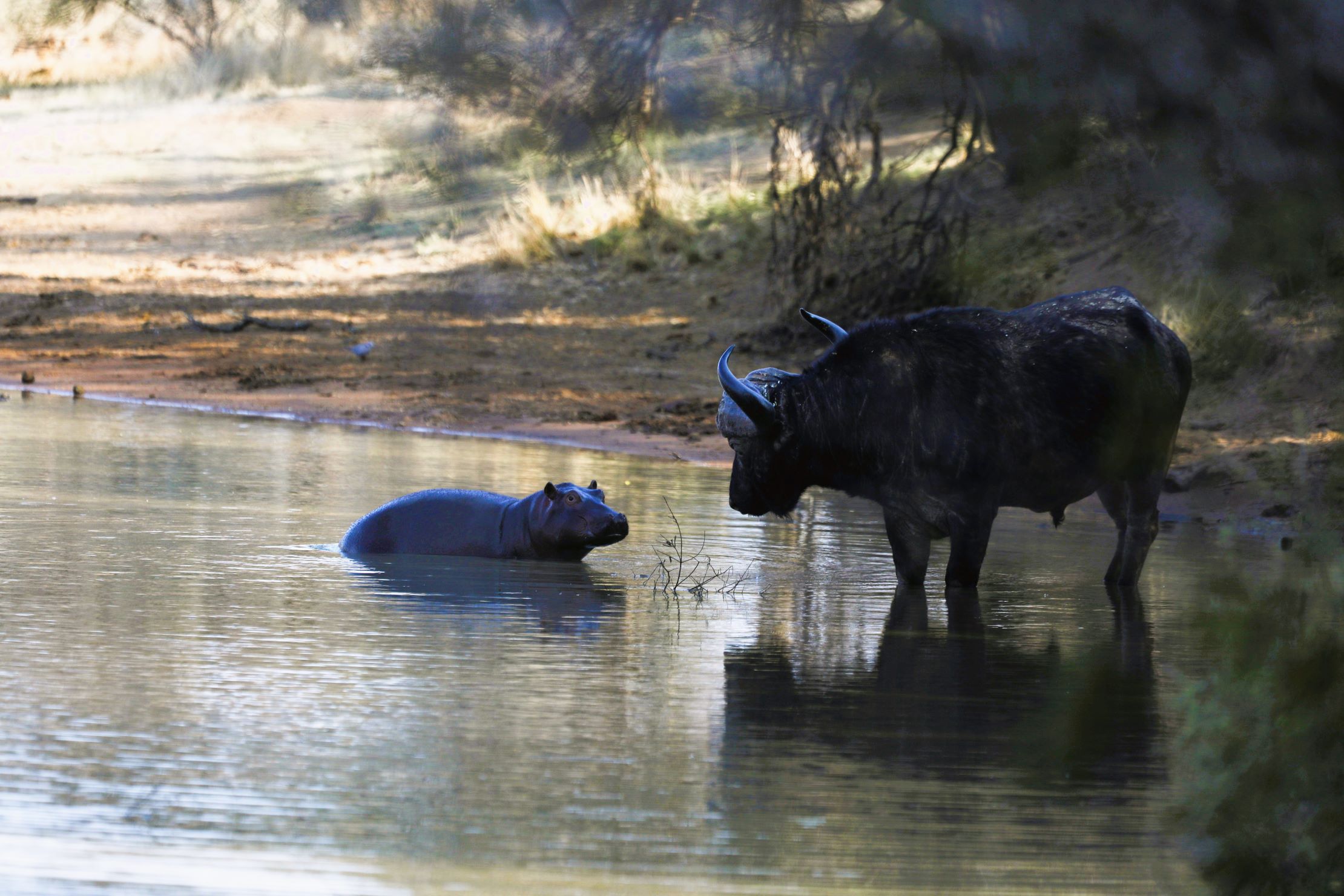 Hippo and buffalo interaction