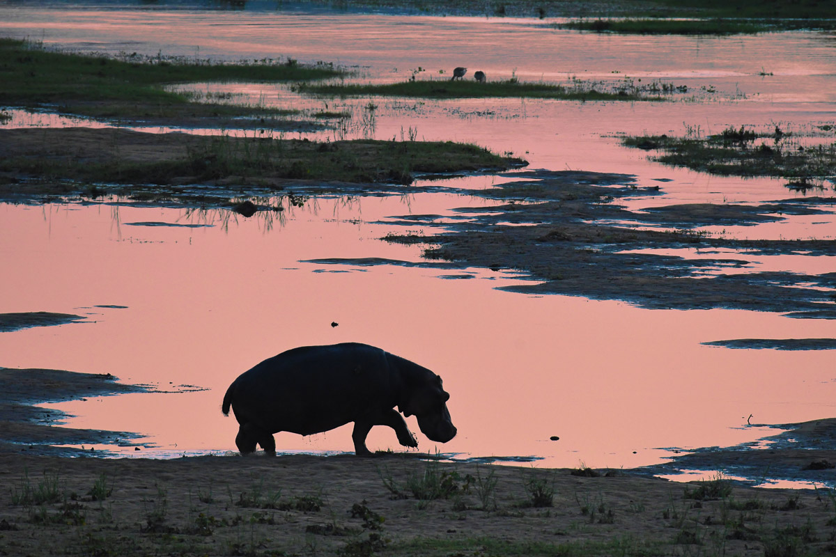 Hippo Silhouette in Letaba River