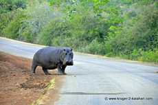 Hippo near Olifants camp