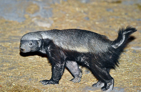 honey badger at Moringa waterhole in Etosha