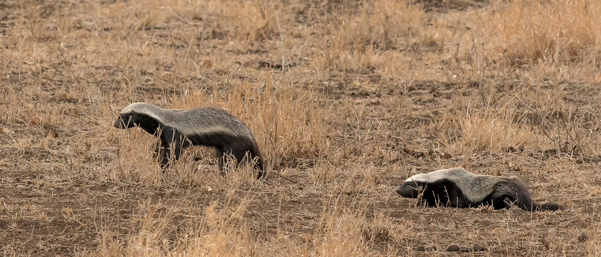 Honey Badgers, image taken near Balule on the S147 in the Kruger National Park