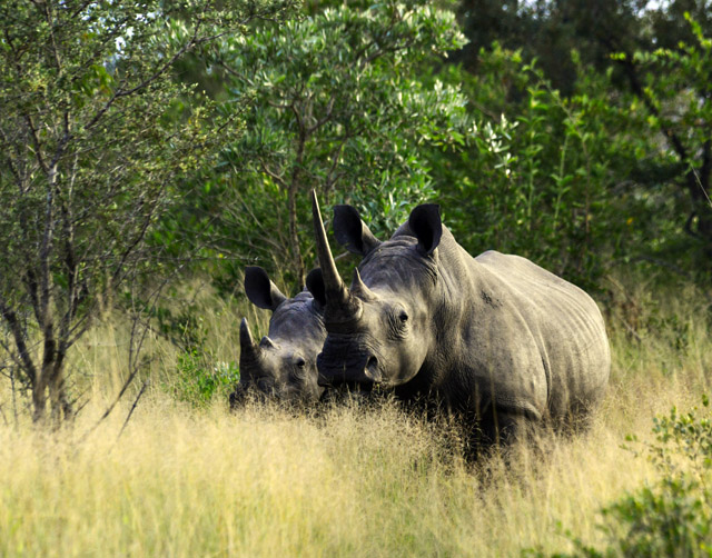 white rhinos at Hoyo Hoyo