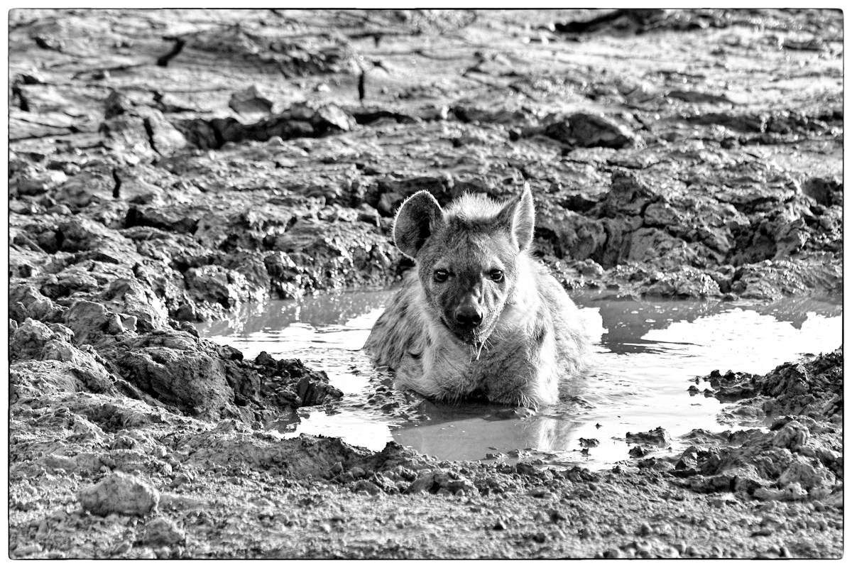 spotted hyena in pan