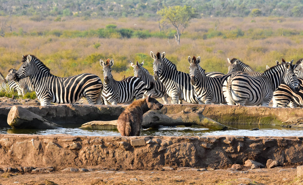 Hyena and zebras at Melorane Hyena and zebras at Melorane