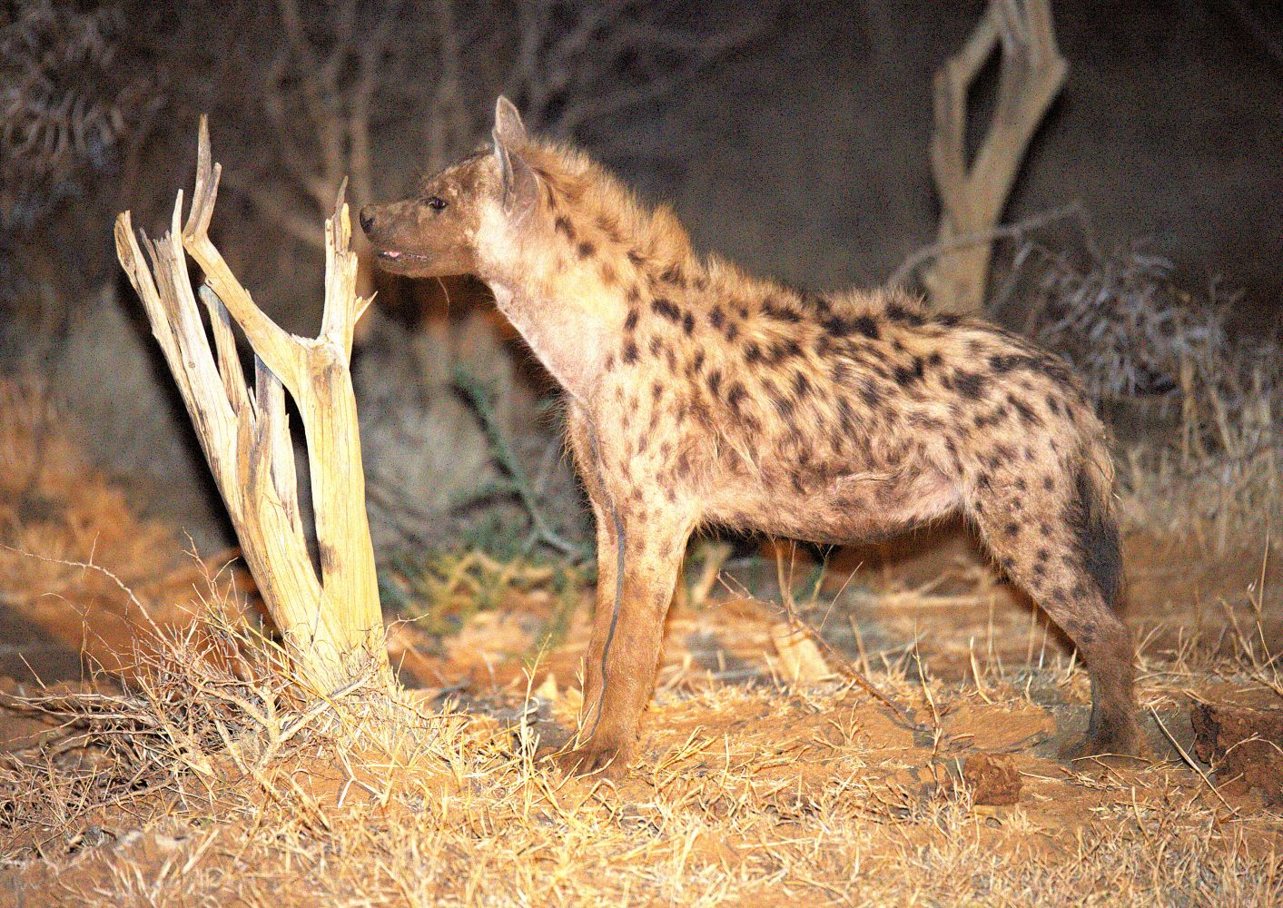 Spotted Hyena near the Etali Safari Lodge waterhole taken at night