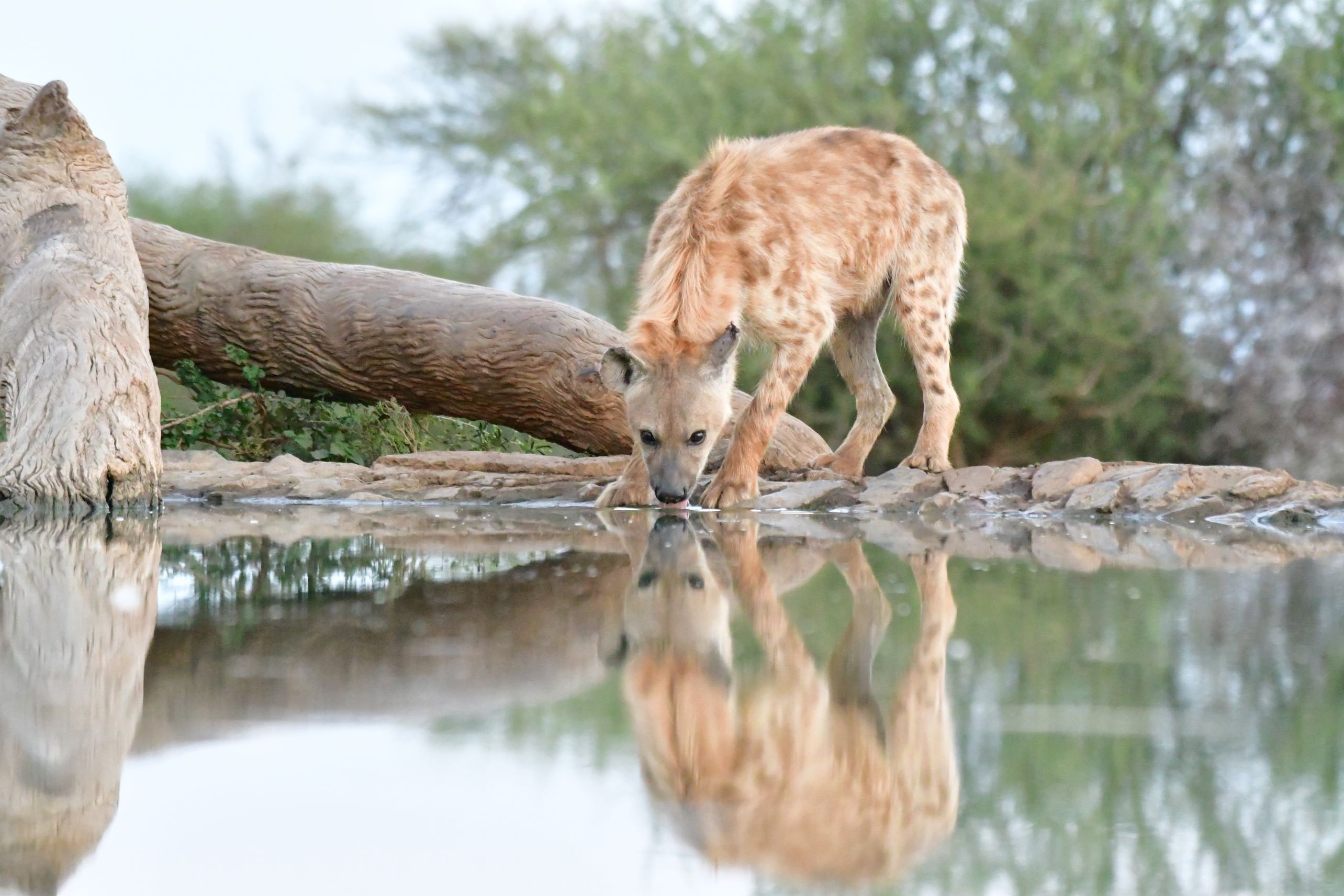 Spotted Hyena drinking at Last Word Madikwe waterhole Spotted Hyena drinking at Last Word Madikwe waterhole
