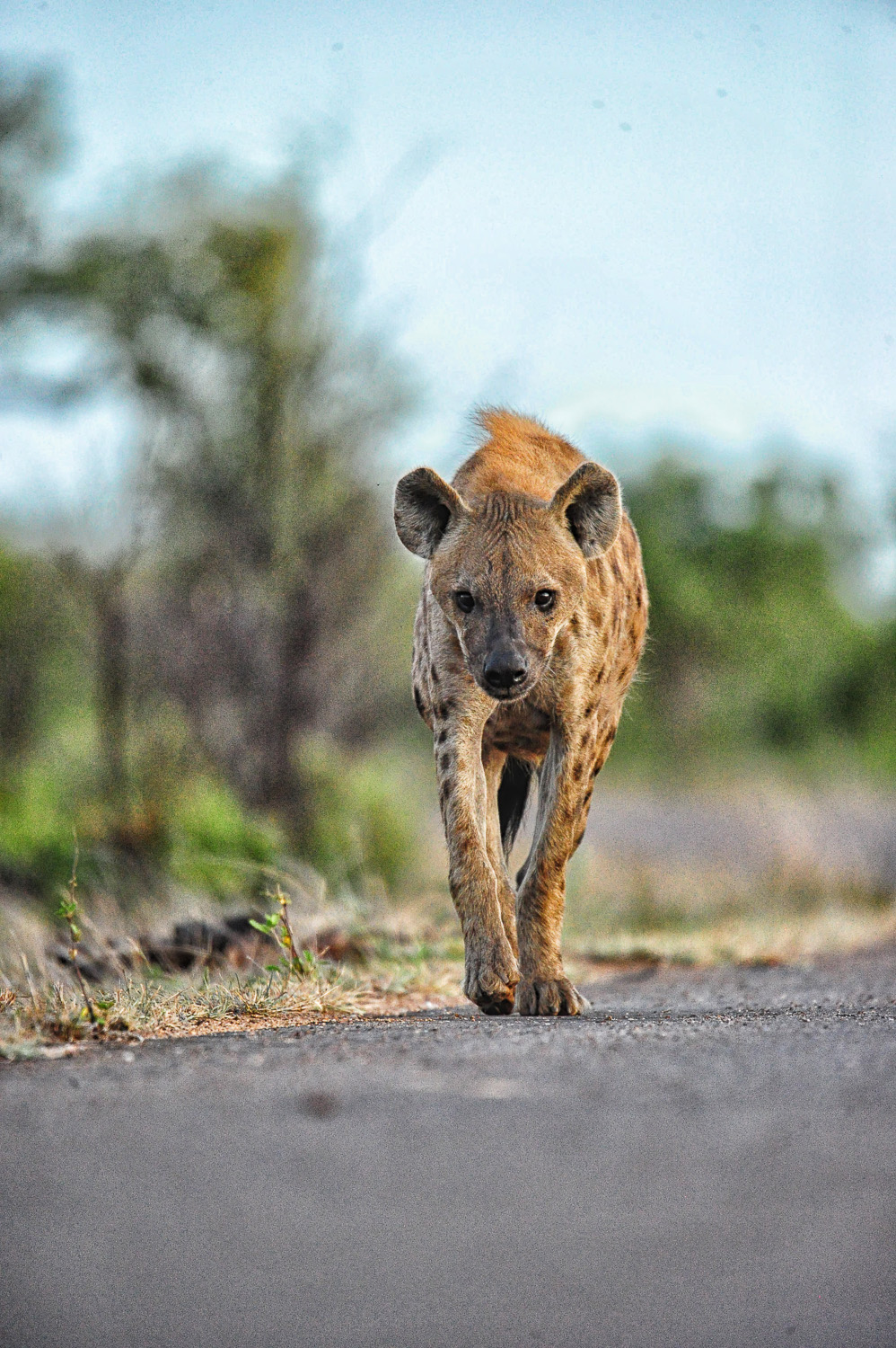 Hyena on the move near Tsendze campsite in the Kruger National Park