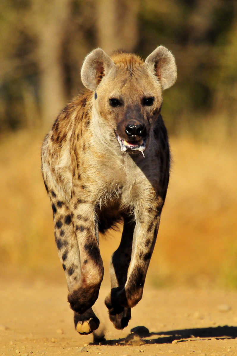 Hyena running on road towards a carcass near Biyamiti camp in the Kruger National Park