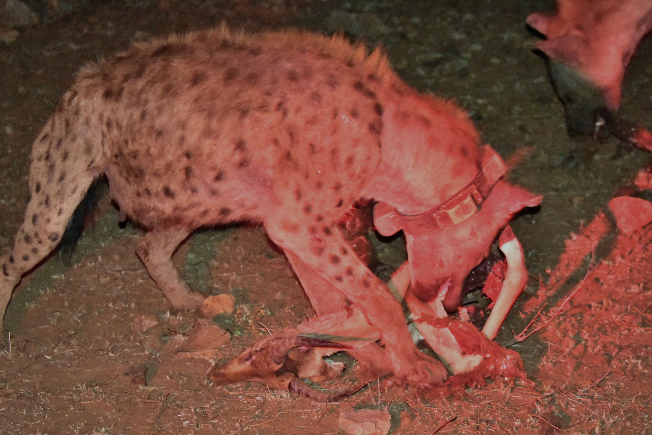 Hyenas stole the kill from the wild dogs at Last Word Madikwe Hyenas stole the kill from the wild dogs at Last Word Madikwe