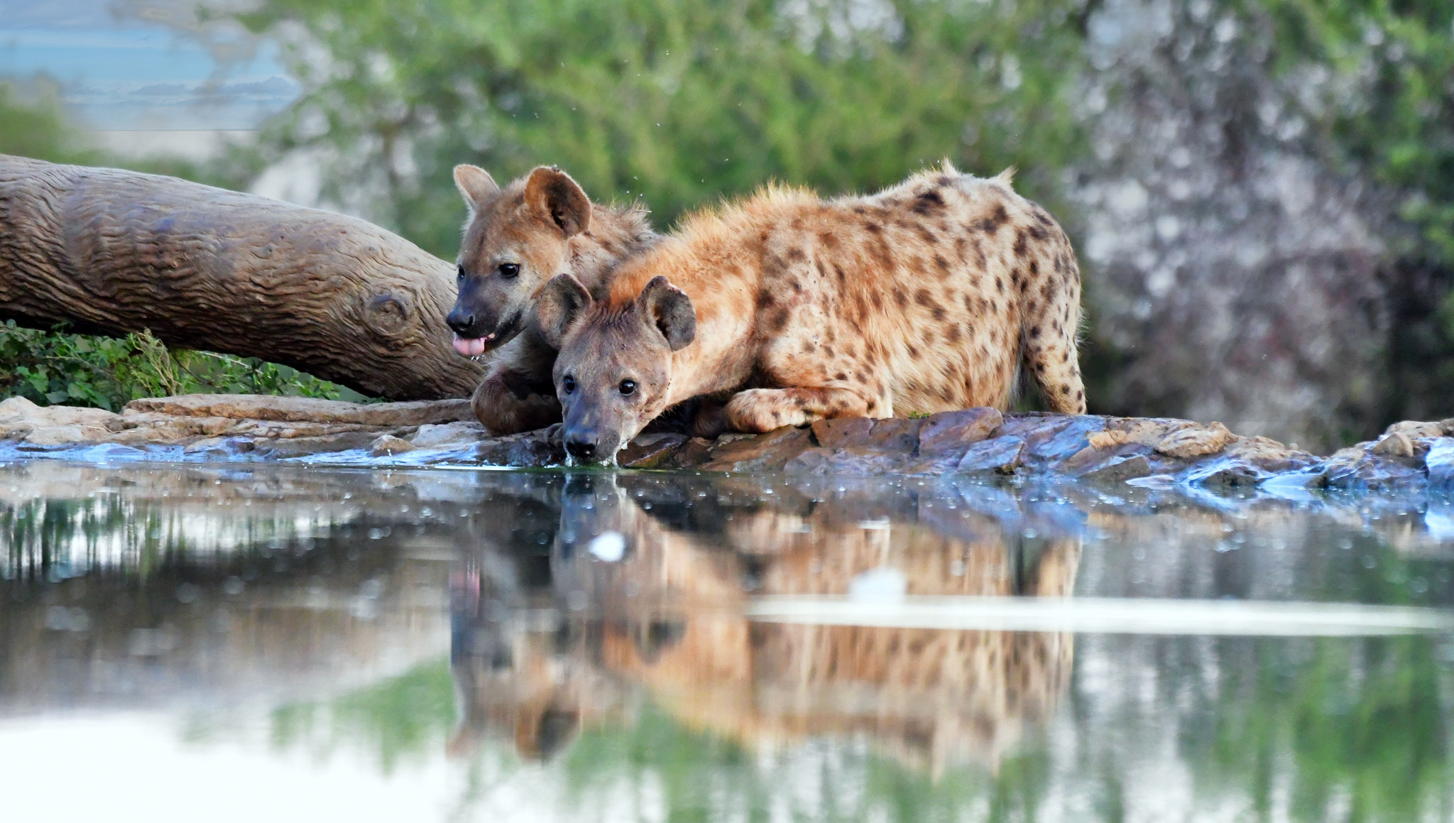 Spotted hyenas at the Last Word Madikwe waterhole