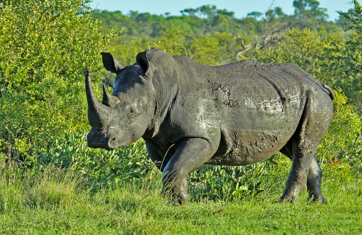 Photograph of a White Rhino after it's mud bath taken in the Kruger National Park