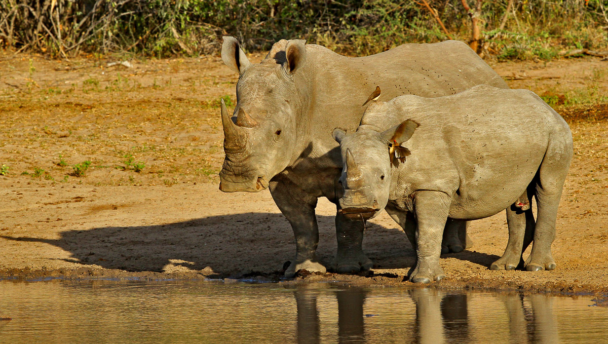 White Rhino mom and calf drinking at a waterhole in the Kruger Park