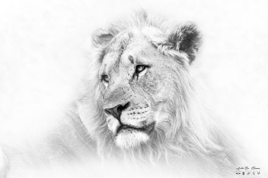 Male lion portrait in high-key