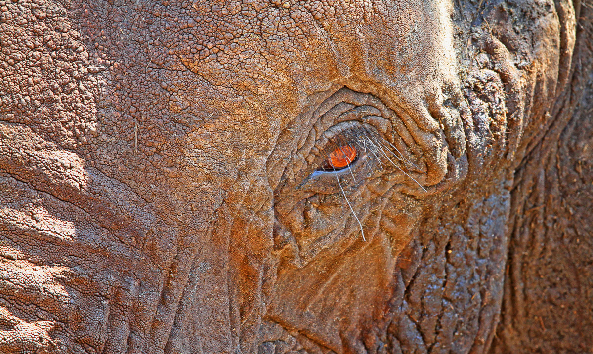 A close up of an elephants eye, taken in the Kruger Park