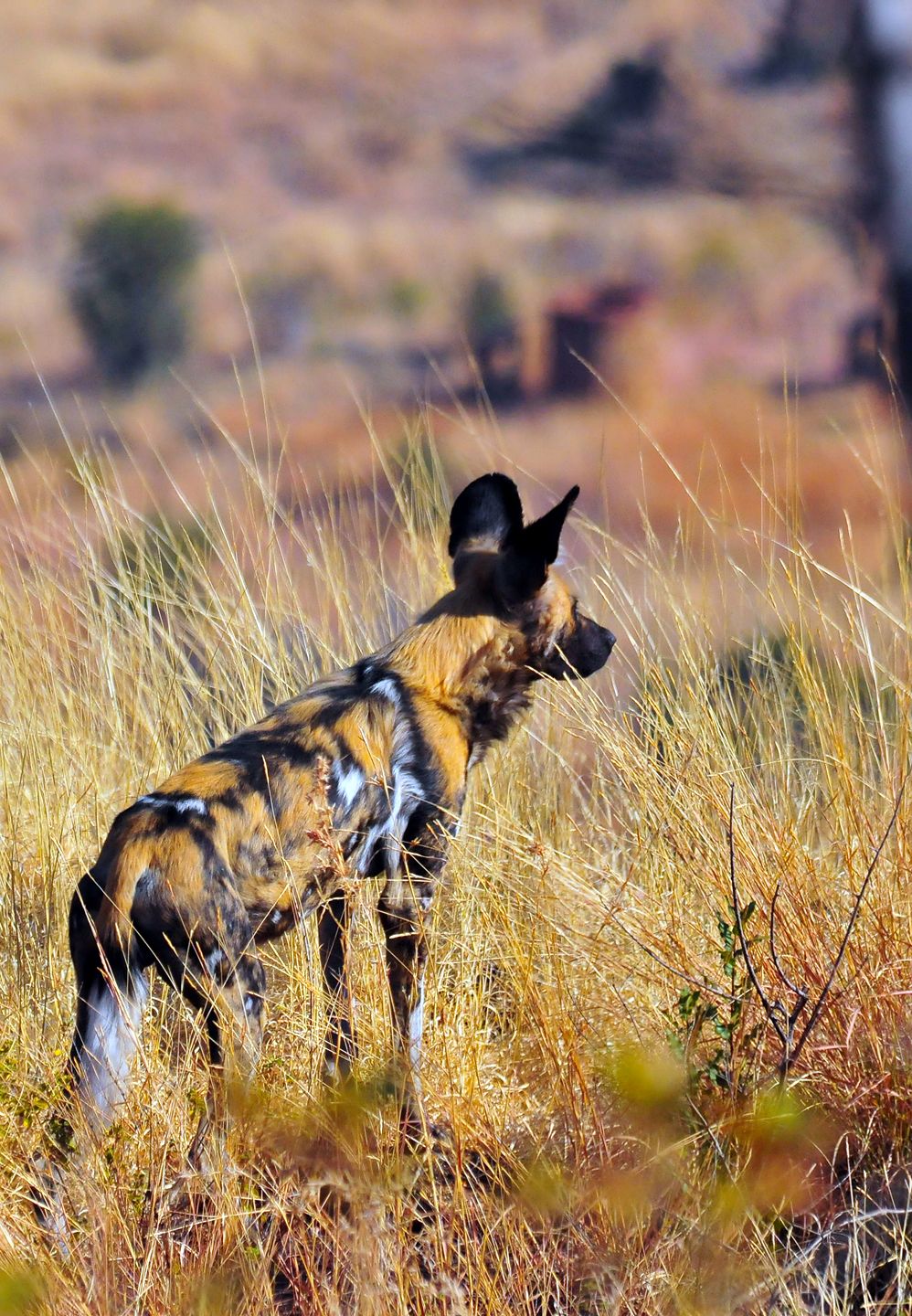 Wild dog seen on our guided walk with Ivory Tree Lodge