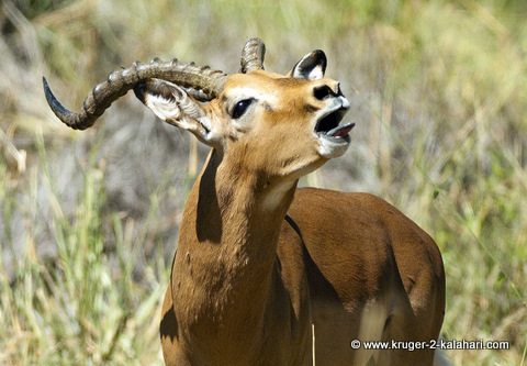 Impala snorting Impala snorting