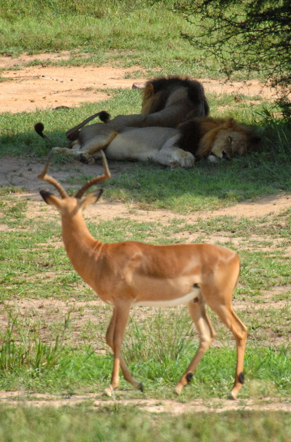 Impala checking out the sleeping Lions at Vutomi Dam on the S33 in the Kruger National Park