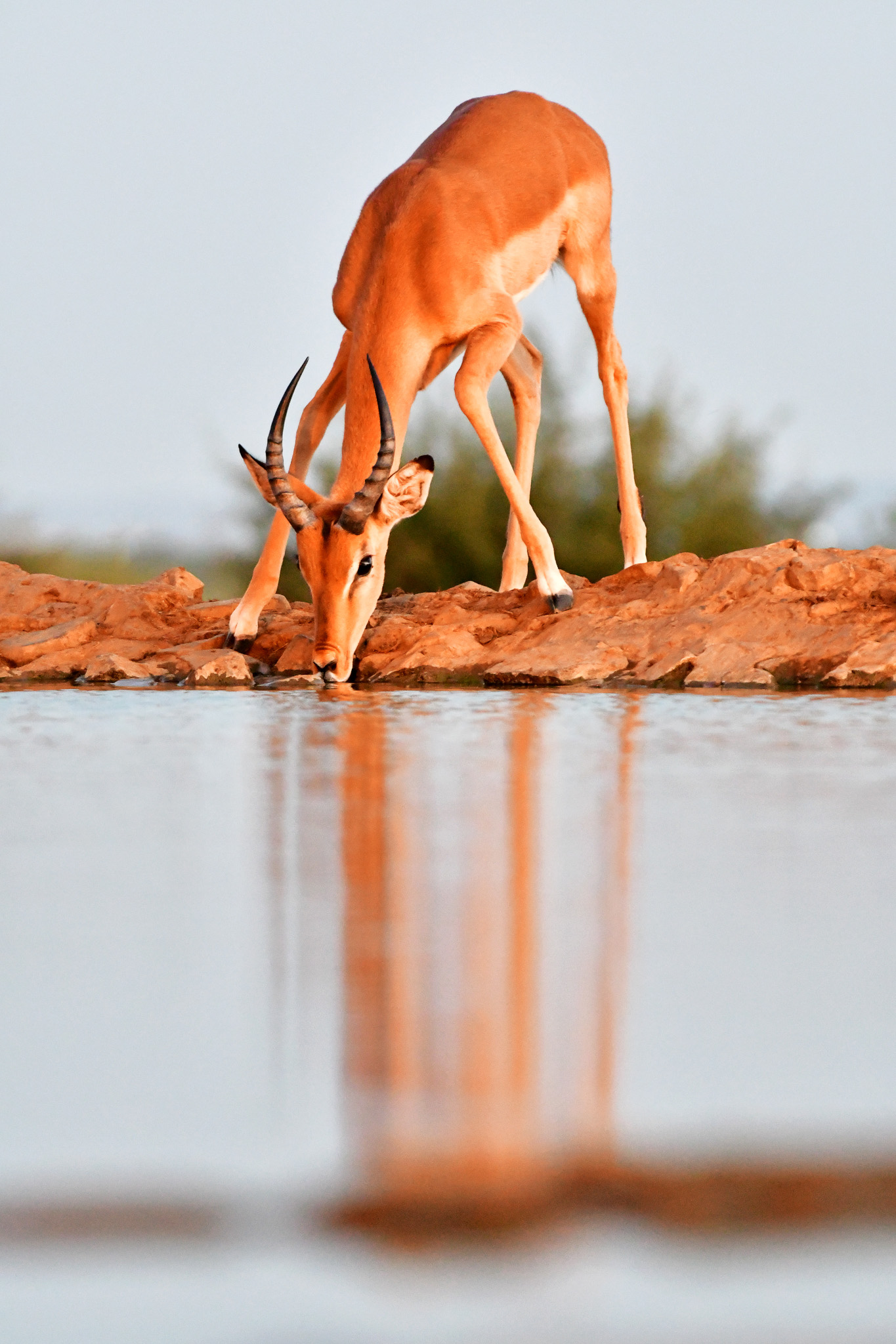 Impala drinking at Last Word Madikwe 