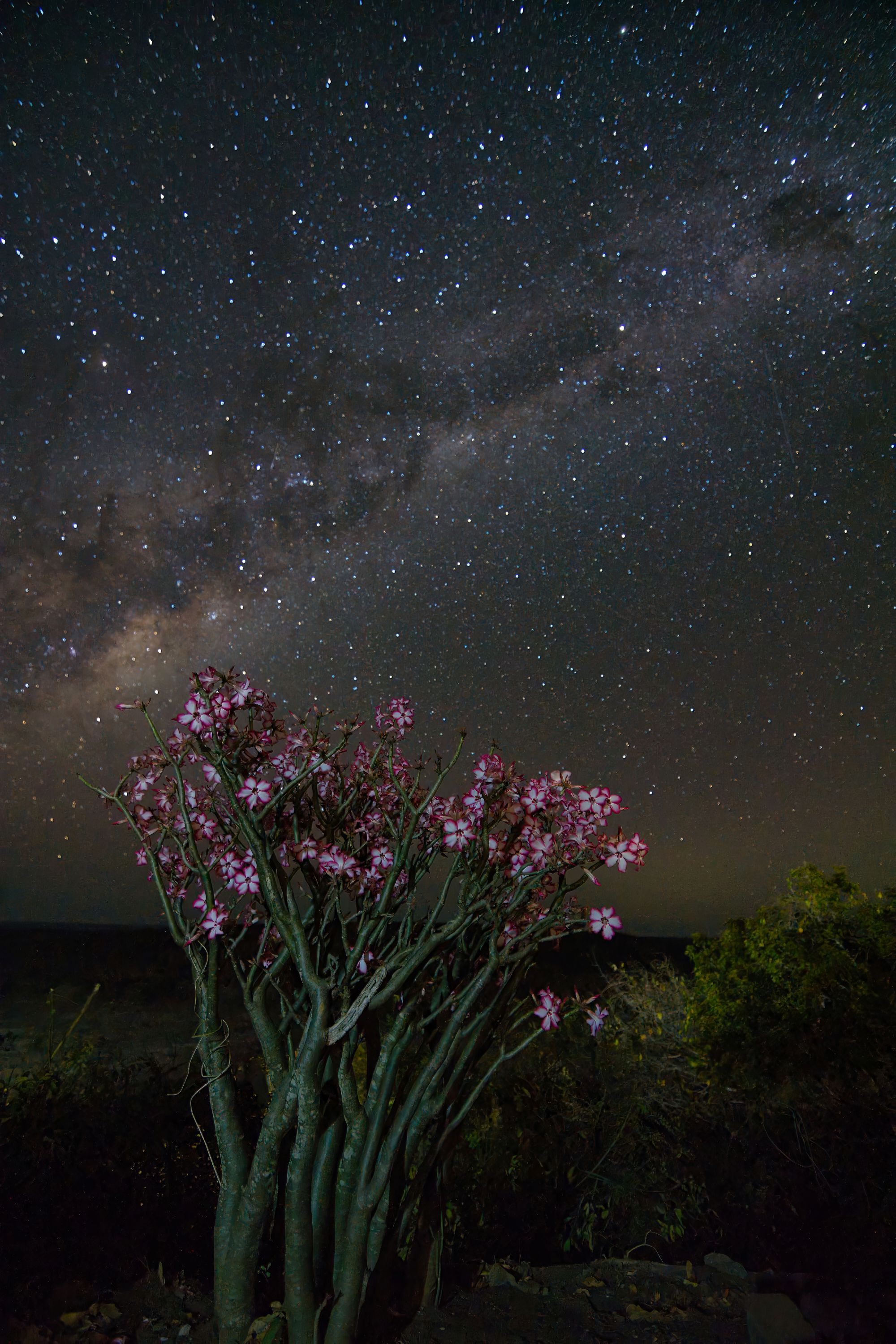 Milky way from Olifants camp Milky way from Olifants camp