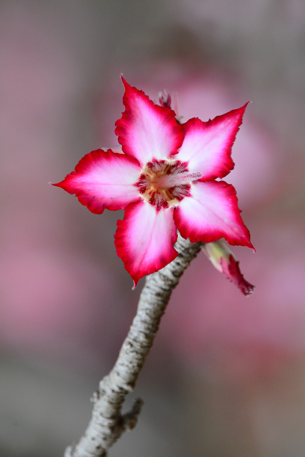 Impala lily taken at Mopani camp