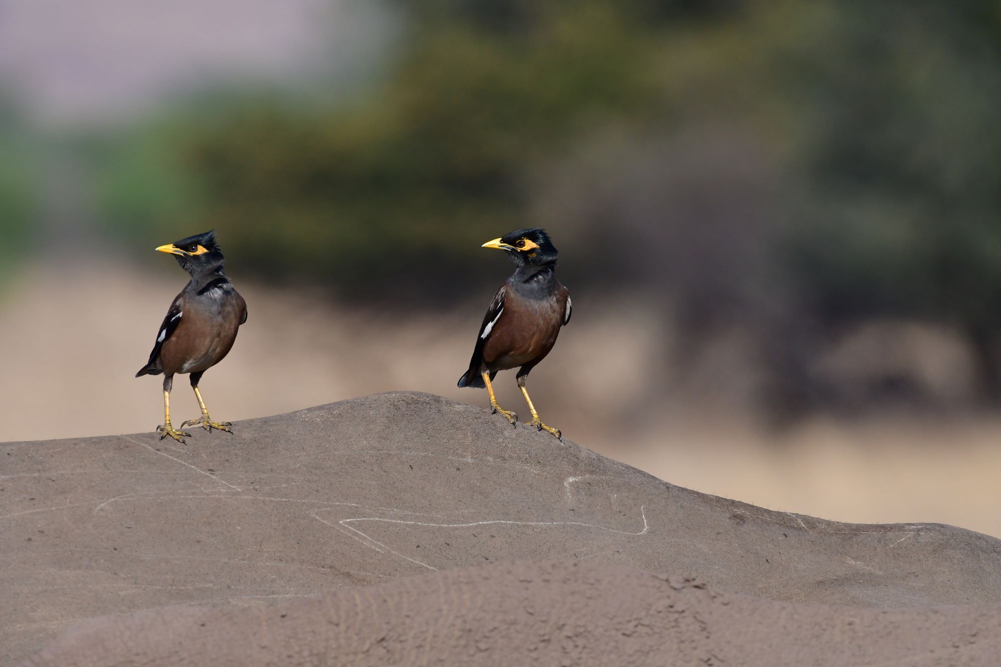 Indian myna birds on white rhino Indian myna birds on white rhino