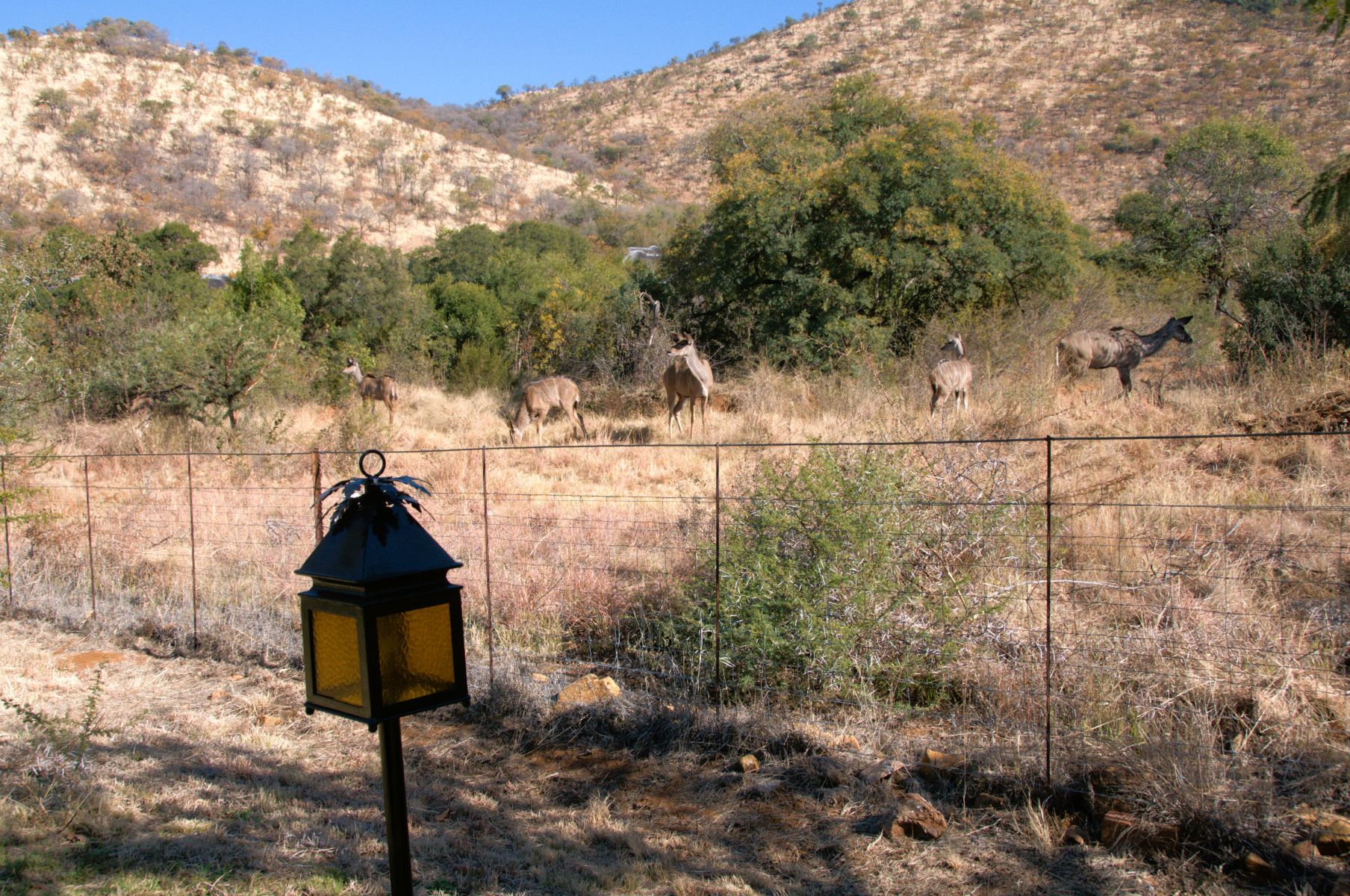 Kudu at the waterhole at Ivory Tree