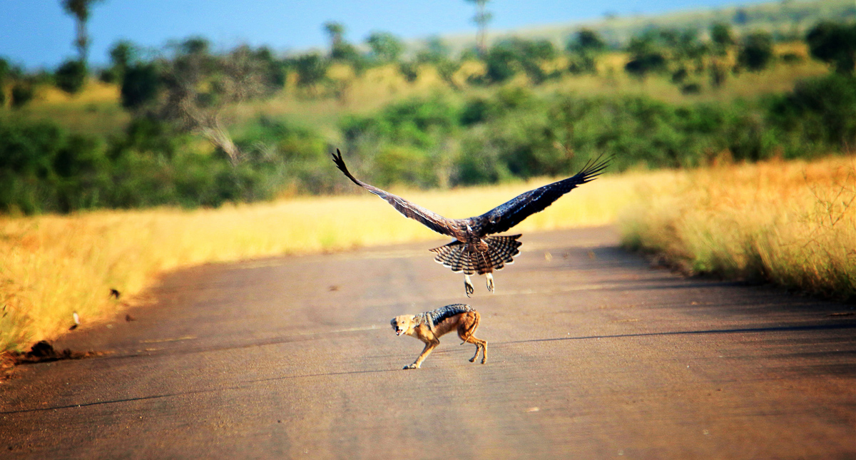 Juvenile martial eagle challenging black-backed jackal in Kruger Park