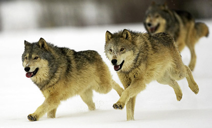 Gray Timber Wolf