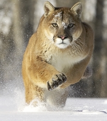 Cougar running in snow Cougar running in snow