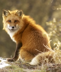 Red Fox