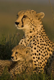 cheetah with cub - maasai mara