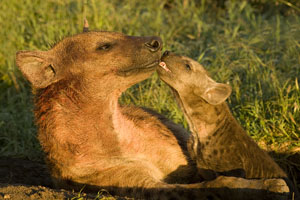 Hyena with pup in the Maasai Mara Hyena with pup in the Maasai Mara