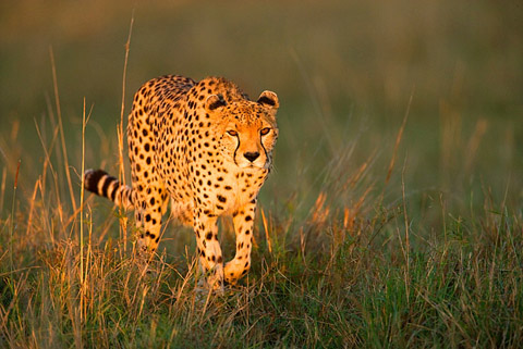 Cheetah at sunrise