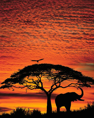 elephant silhouette