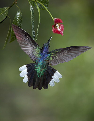 Hummingbird feeding