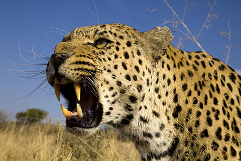 Leopard in Namibia
