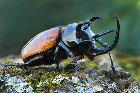 RHINOCEROUS BEETLE