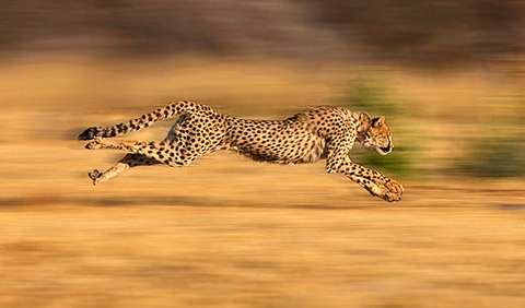 sprinting cheetah in Namibia