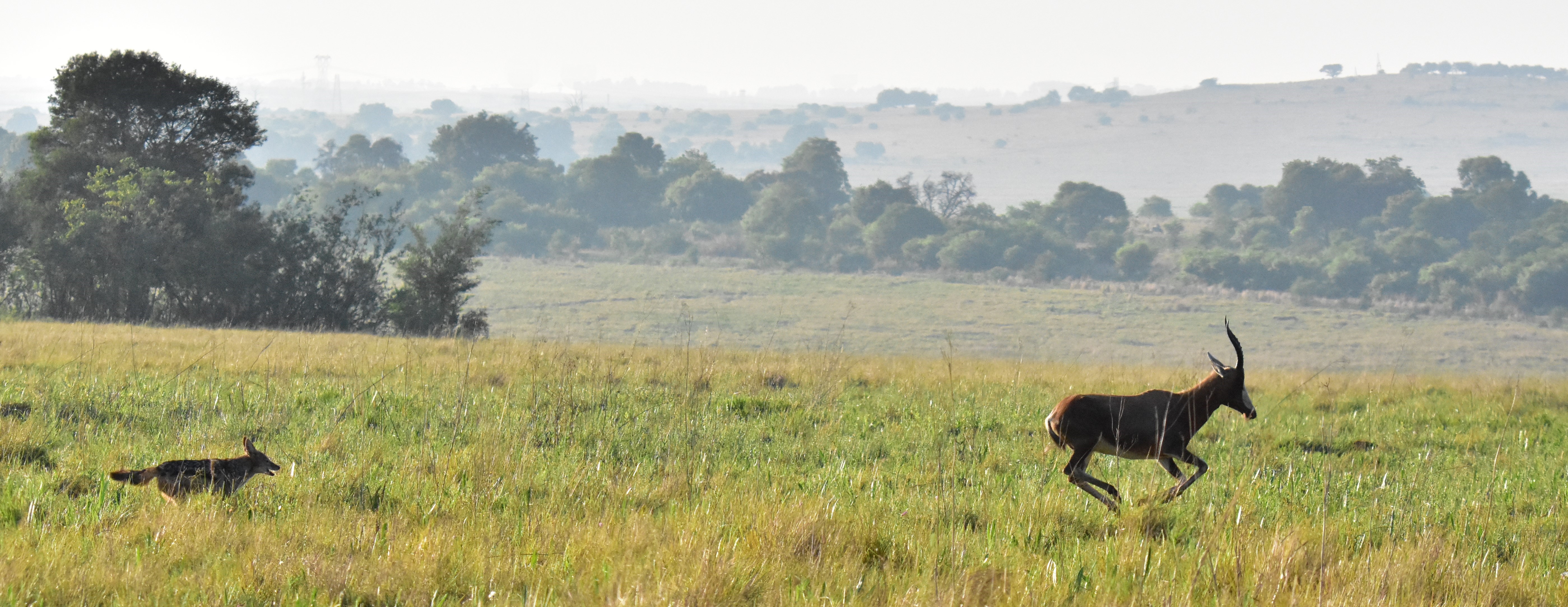 Blackbacked jackal chasing blesbok Blackbacked jackal chasing blesbok